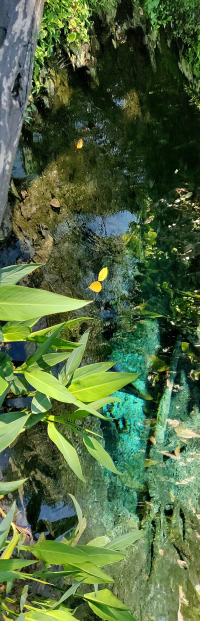 Pool with Vegetation